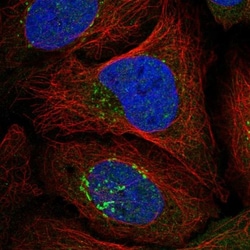 RASGRF1 Antibody, Novus Biologicals:Antibodies:Primary Antibodies
